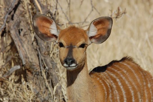 Female Nyala antelope in South Africa.