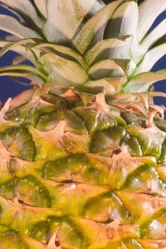 The pineapple (Ananas comosus) is a tropical plant and fruit (multiple), native to Uruguay, Brazil, and Paraguay.