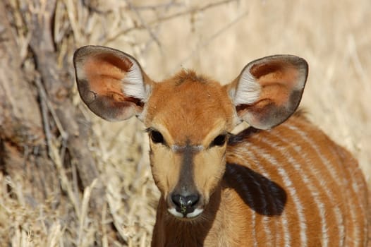 Female Nyala antelope in South Africa.