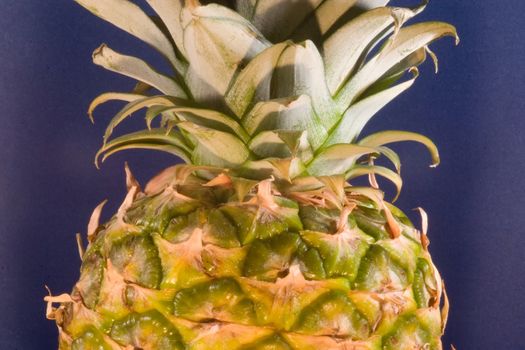 The pineapple (Ananas comosus) is a tropical plant and fruit (multiple), native to Uruguay, Brazil, and Paraguay.