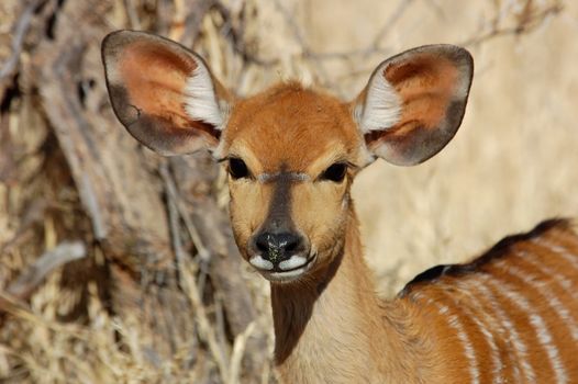 Female Nyala antelope in South Africa.