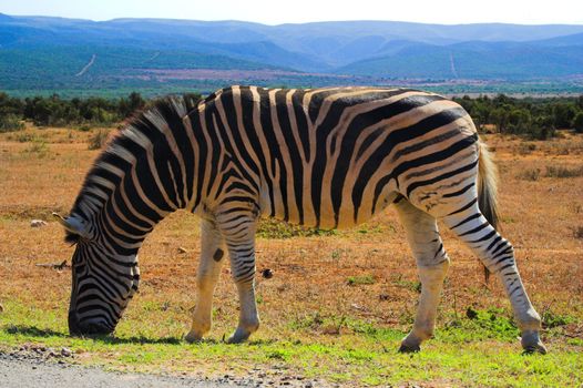 Zebra Feeding