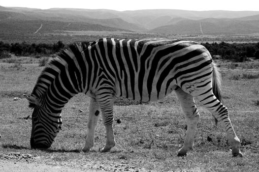 Zebra Feeding