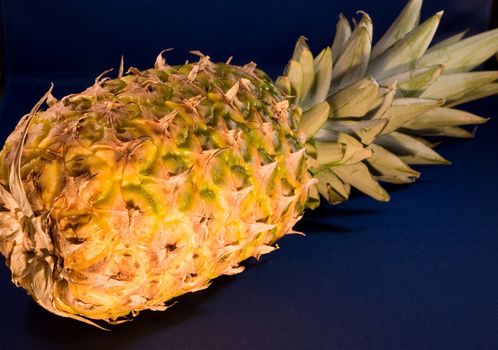 The pineapple (Ananas comosus) is a tropical plant and fruit (multiple), native to Uruguay, Brazil, and Paraguay.