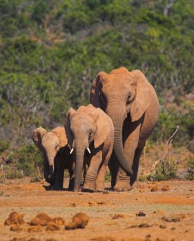 Elephant Family