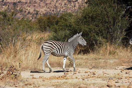 Burchell's Zebra in South Africa.