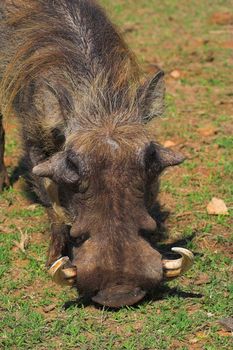 Feeding Warthog