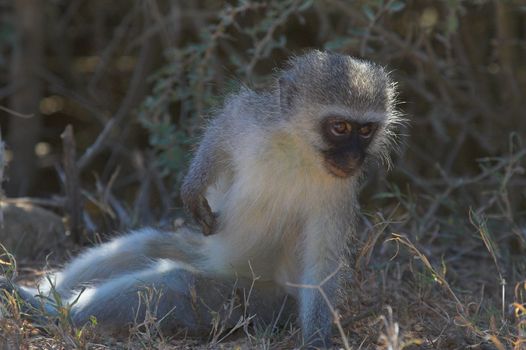 Vervet Monkey scratching an itch