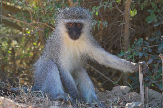 Vervet Monkey resting its arm on a tree stump