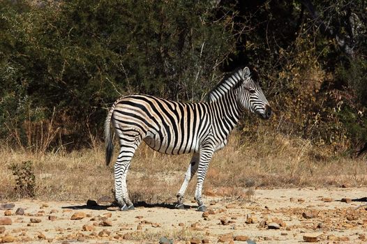 Zebra