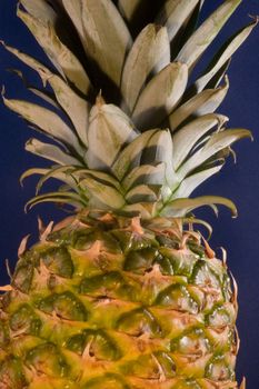 The pineapple (Ananas comosus) is a tropical plant and fruit (multiple), native to Uruguay, Brazil, and Paraguay.