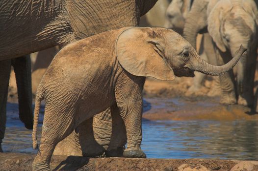 Baby Elephant seeking attention