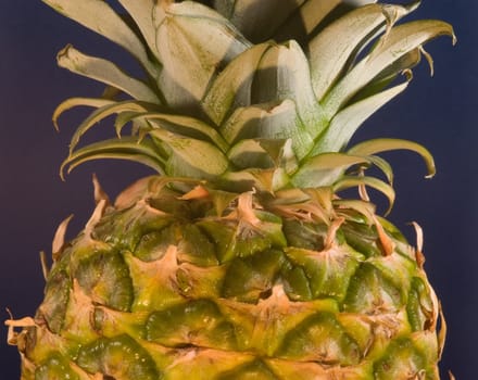 The pineapple (Ananas comosus) is a tropical plant and fruit (multiple), native to Uruguay, Brazil, and Paraguay.