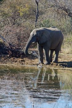 A wild African Elephant at a water hole