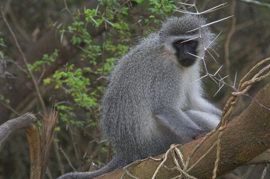 Vervet Monkey resting in a tree