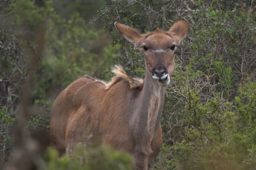 Feeding Kudu