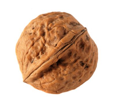 Walnut. High detailed elaboration, it is isolated on a white background