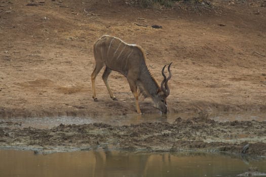 Drinking Kudu