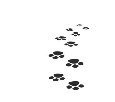 Traces of an animal leaving in a distance. It is isolated on a white background