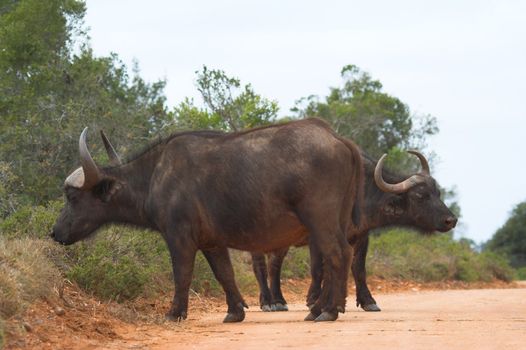 Buffalo guarding each others back