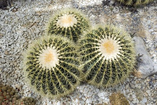 Exotic cactus "Echinocactus grusonii" (Nikitskiy a botanical garden of peninsula Crimea)