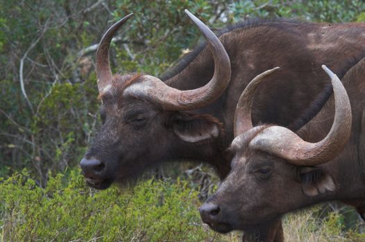 Buffalo's gazing into the distance