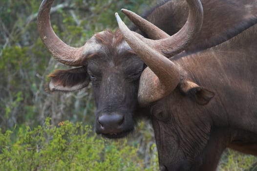 Buffalo scratching its head on another buffalo