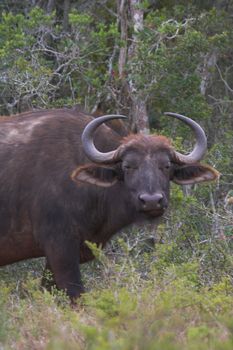 Cape Buffalo looking directly at the camera