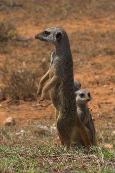 Meerkat Family