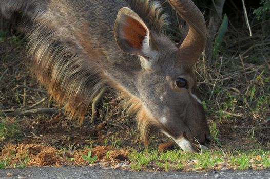 Feeding Kudu