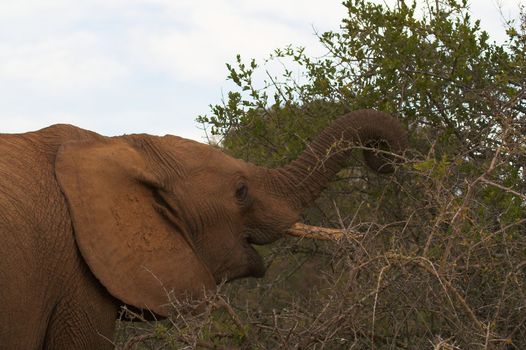 African Elephant Feeding