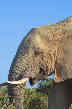 Elephant Close Up