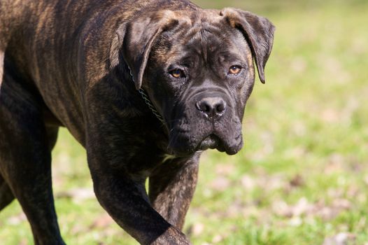 A sneaking bullmastiff.