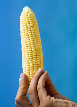 Photo of a hand holding yellow corn over blue background