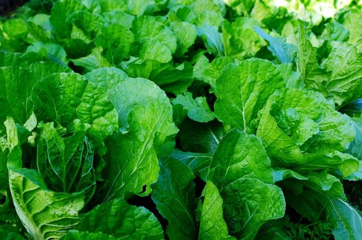 Organic cabbage seedling in the field