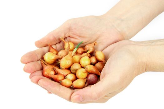 Beautiful women's hands hold the seeds of onions, isolated on a white background.
