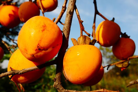 Ripe persimmon fruits hanging on the branches