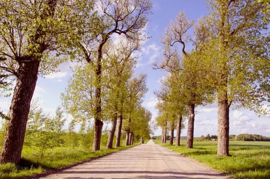 Dry gravel road with trees planted on both sides.