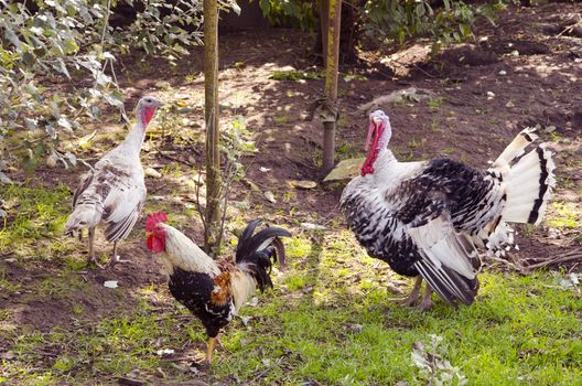 Turkey and rooster. Animals on the farm. Farming in the garden.