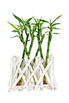 Green bamboo isolated on white background.