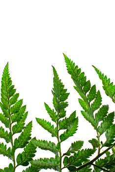 Fern leaf isolated on white background.
