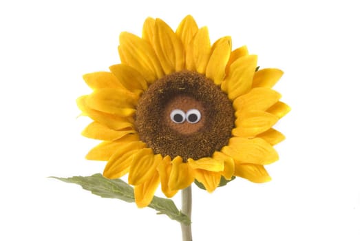 funny eye sunflower isolated on white background 