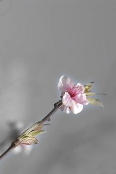 flowering cherry blossom background and empty space 