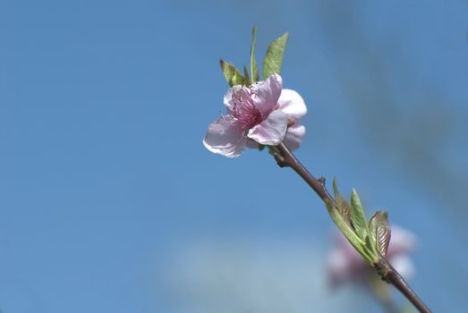 cherry blossom branch and the sky background 