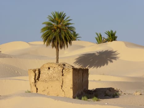 the palm tree in a desert  of sand