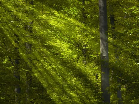 the forest and the light beams