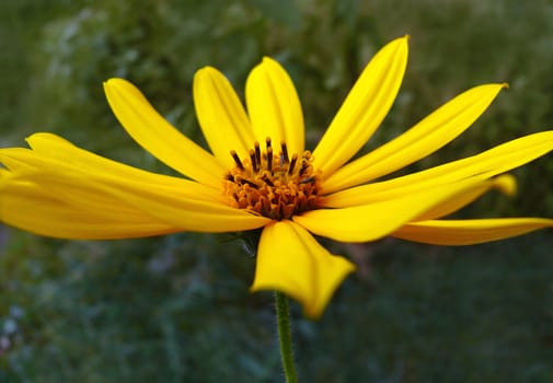 Closeup of single yellow flower