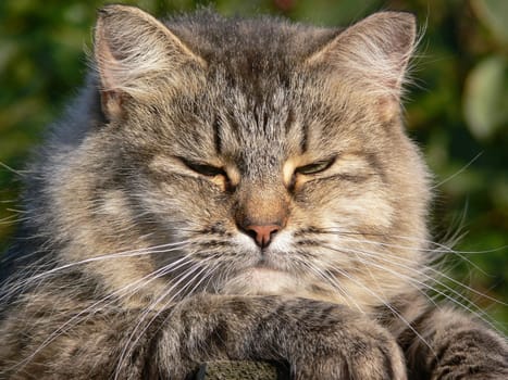 Cat lying on the fence under warm sun