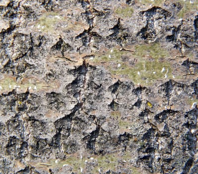 Close-up of tree bark