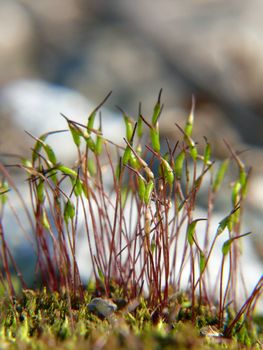 close-up shot of growing green moss